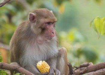 बाँदर रुँगेरै अन्न जोगाउँछन् रामेछापका सुनारपानीवासी