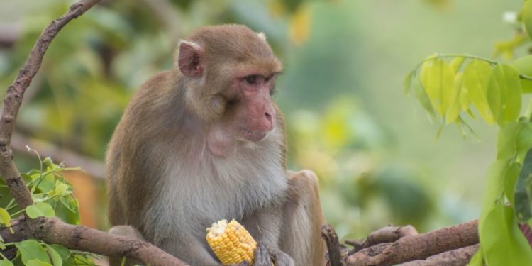 बाँदर रुँगेरै अन्न जोगाउँछन् रामेछापका सुनारपानीवासी