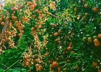 सिन्धुलीका किसान जुनार बेच्न व्यस्त