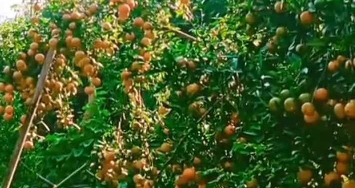 सिन्धुलीका किसान जुनार बेच्न व्यस्त