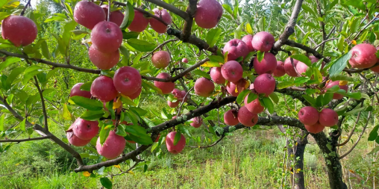 यो वर्ष मुस्ताङबाट ४९ करोड रुपैयाँको स्याउ निकासी