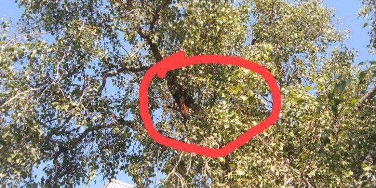रामेछापको देवकोटाचोकमा मौरीको त्रास