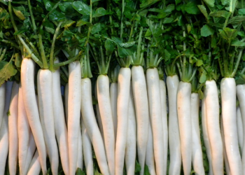 मौसमले साथ दिदाँ सिन्धुलीमा मुला उत्पादनमा वृद्धि