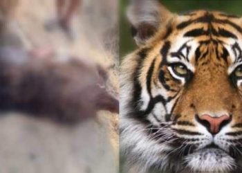 सिन्धुलीको फिक्कलमा बाघको त्रास बढ्योः १ हप्तामा बाघले ६ वटा बाख्रा मार्यो
