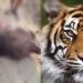 सिन्धुलीको फिक्कलमा बाघको त्रास बढ्योः १ हप्तामा बाघले ६ वटा बाख्रा मार्यो
