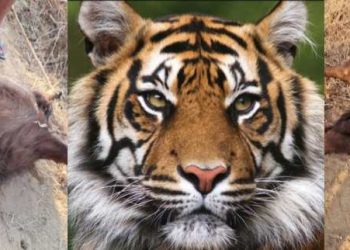 सिन्धुलीको फिक्कलमा बाघको त्रास बढ्योः १ हप्तामा बाघले ६ वटा बाख्रा मार्यो
