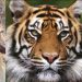 सिन्धुलीको फिक्कलमा बाघको त्रास बढ्योः १ हप्तामा बाघले ६ वटा बाख्रा मार्यो