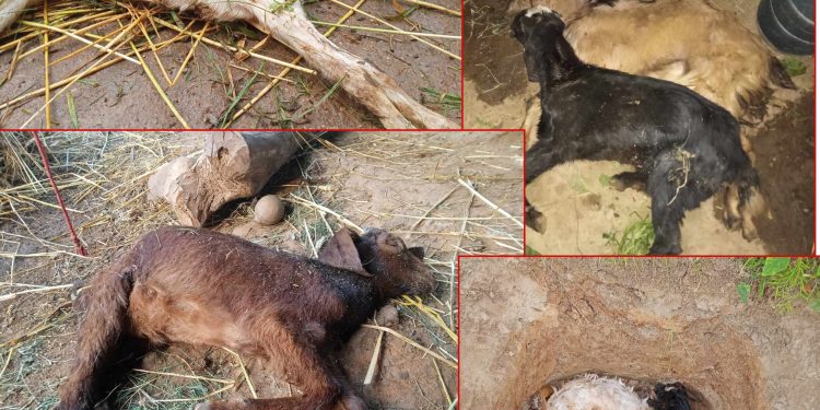 हेफरले किसानको खोर रित्तियो