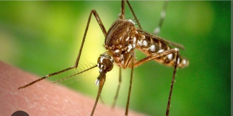 सिन्धुलीमा डेंगु सङ्क्रमितको संख्या ५३ पुग्यो