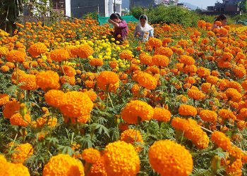 सयपत्री फूल बिक्री गरेर दुईलाख आम्दानी