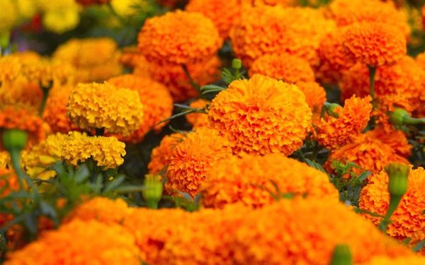 काठमाडौँका ४६ स्थानबाट फूल बिक्री गरिँदै