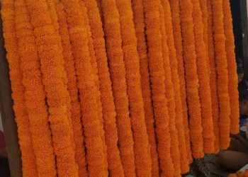 तनहुँ आँबुखैरेनीको सयपत्री कतार निर्यात