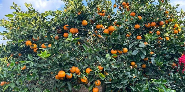 रामेछापमा जुनार उत्पादन बढ्यो