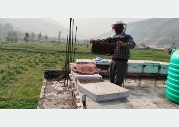 रामेछापमा व्यावसायिक माहुरीपालन फस्टाउँदै