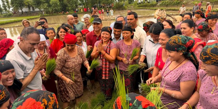 धान दिवसको उल्लास : किसानको पसिना र परम्पराको सम्मान