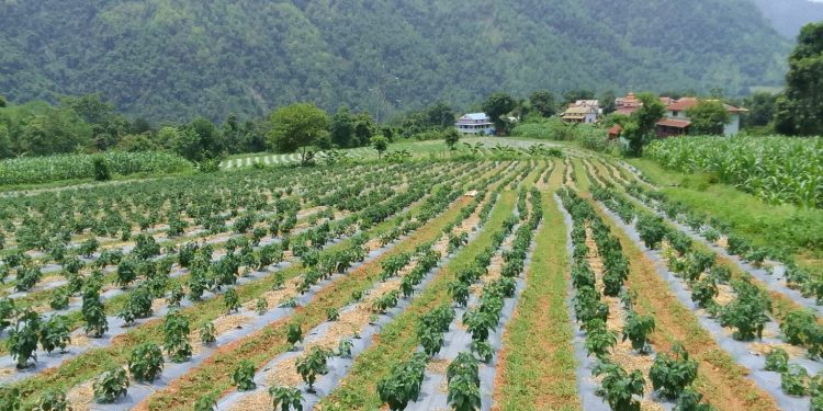 विदेशमा सिकेको सीप गाउँमै प्रयोग गर्दै युवा असिम तिवारीले सुरु गरे अकबरे खुर्सानीखेती