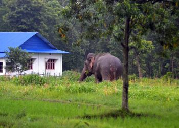 झापामा जङ्गली हात्तीद्वारा तीन घरमा क्षति