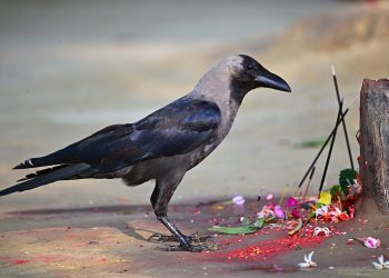 कार्तिक कृष्ण त्रयोदशीः आज काग तिहार मनाइँदै
