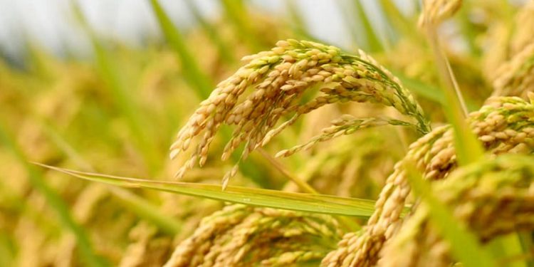 प्रमुख खाद्यान्न बालीको न्यूनतम समर्थन मूल्य निर्धारण गरिने